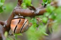Cepaea nemoralis