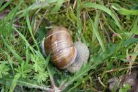 Helix pomatia