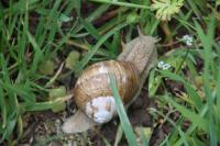 Helix pomatia