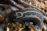 Limax maximus