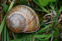 Helix pomatia