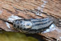 Limax maximus