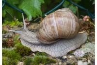 Escargot de Bourgogne