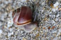 Cepaea hortensis