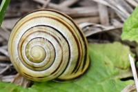Cepaea nemoralis