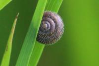 Trochulus hispidus