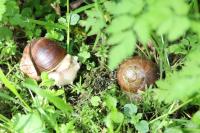Helix pomatia