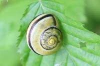 Cepaea hortensis