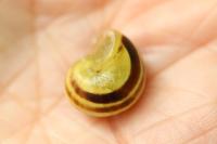 Cepaea hortensis