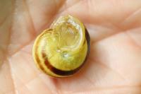 Cepaea hortensis