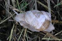 Helix pomatia