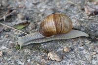 Helix pomatia