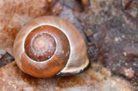 Cepaea nemoralis