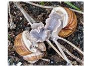 Escargot de Bourgogne