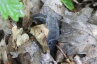 Limax cinereoniger