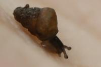 Merdigera obscura
