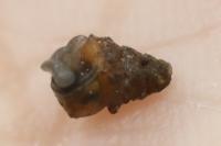 Merdigera obscura