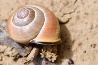 Cepaea nemoralis