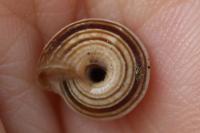 Cernuella aginnica