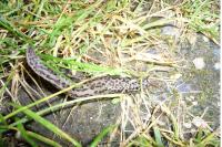 Limax maximus