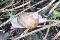 Helix pomatia