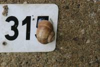 Helix pomatia