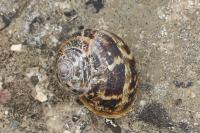 Cornu aspersum