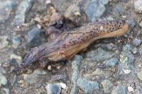 Limax maximus
