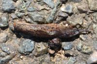 Limax maximus