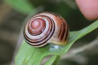 Cepaea hortensis
