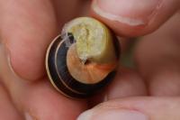 Cepaea hortensis