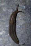Ambigolimax valentianus