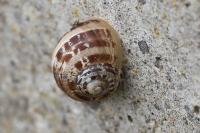 Cornu aspersum