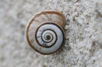 Cernuella aginnica