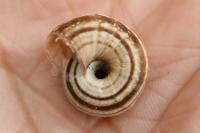 Cernuella aginnica