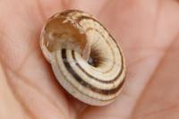 Cernuella aginnica