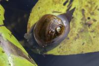 Lymnaea stagnalis