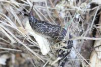 Limax maximus