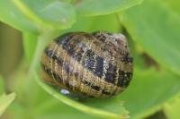 Cornu aspersum