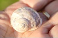 Cornu aspersum