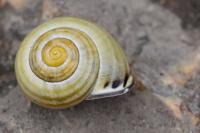 Cepaea nemoralis