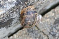 Cornu aspersum