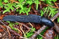 Limax cinereoniger