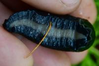 Limax cinereoniger