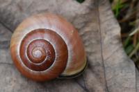 Cepaea nemoralis