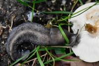 Limax cinereoniger