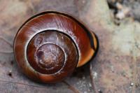 Cepaea nemoralis