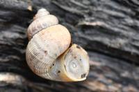 Pomatias elegans