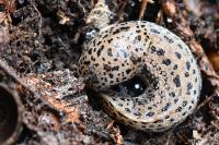 Limax maximus