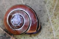 Cepaea nemoralis